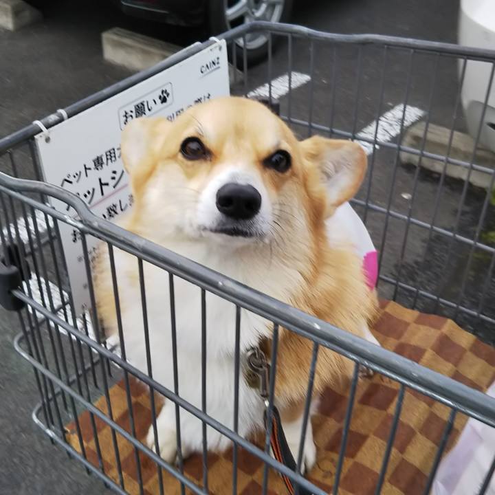 D7aba341 8abe 4972 828f eb5311d5a6eb 1545048173869