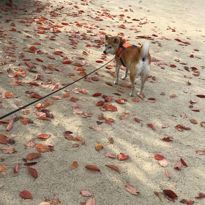 D7ad450b 5370 4544 9d92 bbf34a9875bb 1510141974479