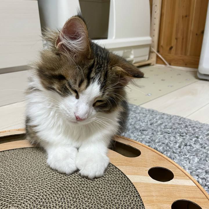 D7afae1d 562a 4531 b2de 7dc037859e75 1634733847107