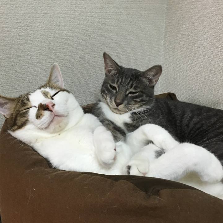 D7b278e2 992d 4b92 ad4c 357ba459ef5f 1540892784208