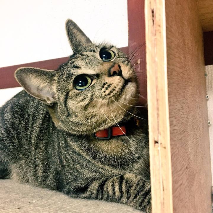 D7b4c692 1bec 458f bf61 41c346be828e 1540945269359