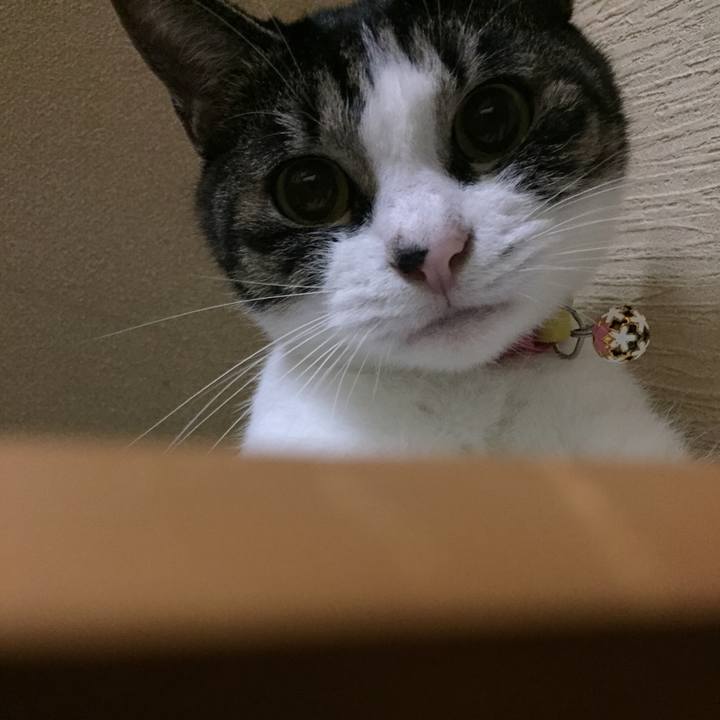 D7b6a3d0 9bfe 461b b4f0 664ca57233b1 1509070976909