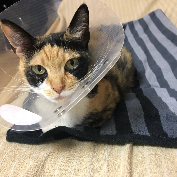 D7b6ba44 ee82 4b5e 9a4b 41efe1d1d7c1 1584193324315