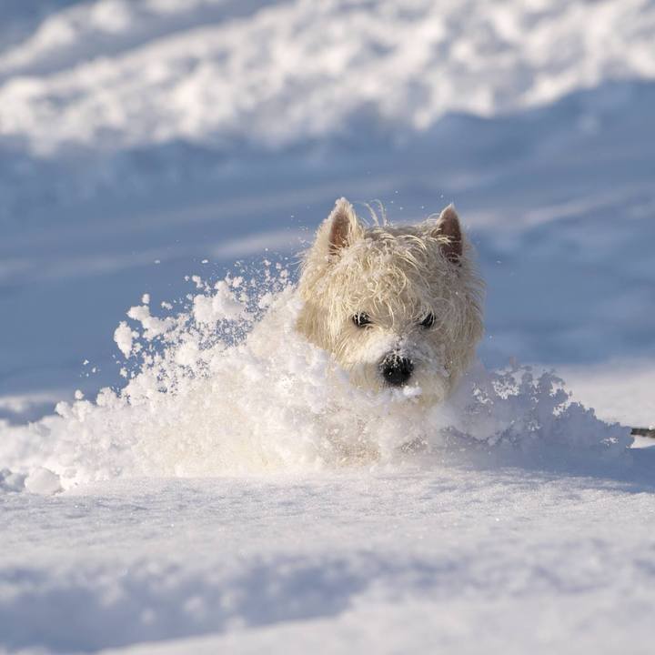 D7bc3894 d4c2 4d55 9898 467adae2b42c 1516745906548