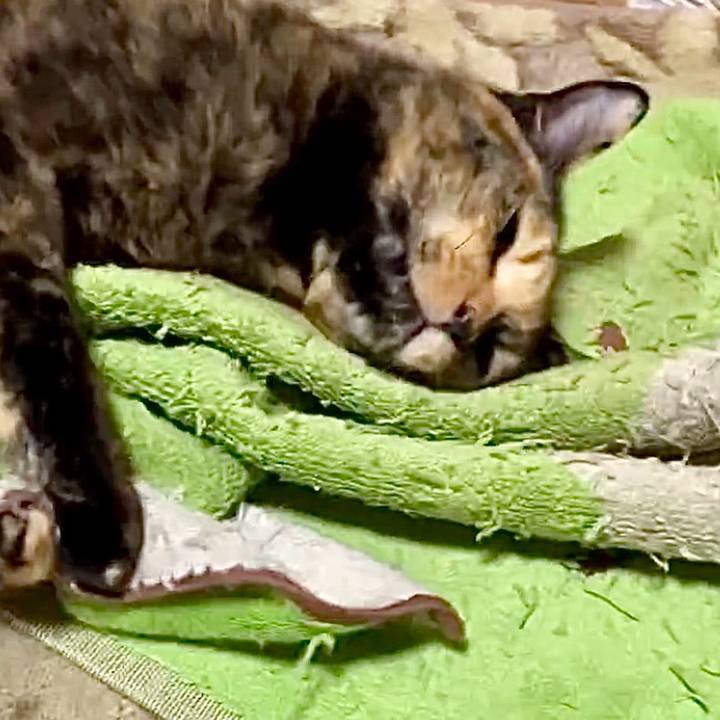 D7c47ba0 5a4d 4b66 9e18 f64c6b48655b 1732908506866