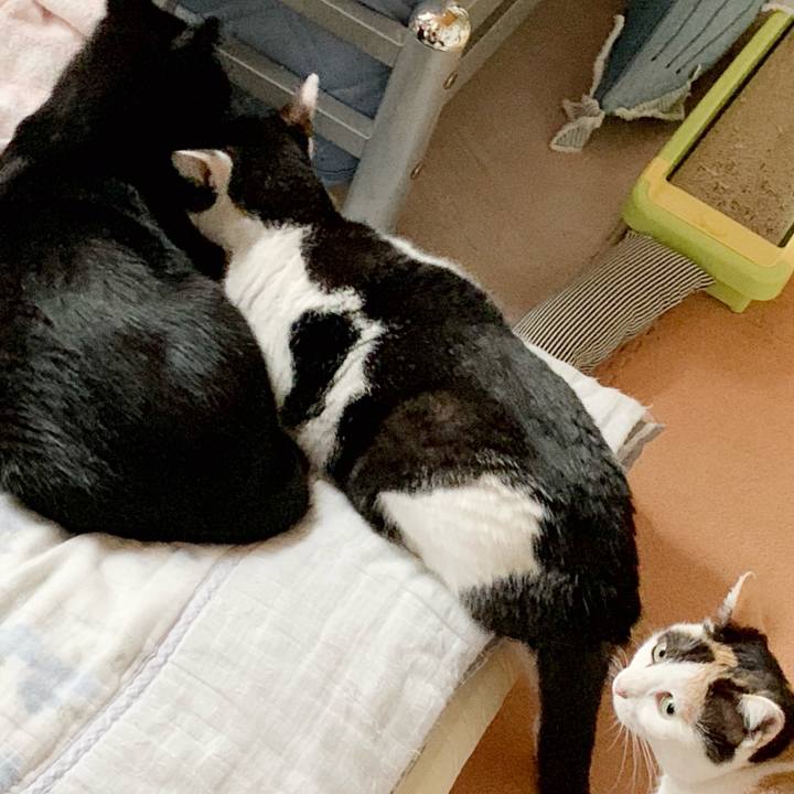 D7ca279a 5251 499c b9fc 876e0e8851da 1540174859136