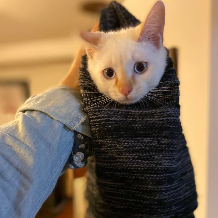 D7cc1292 8a68 409d 9662 abd4889d5f0d 1575109185930