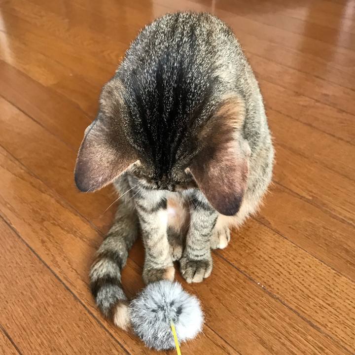 D7cf962c ef62 4345 bf84 7bdc8ee2ae00 1590367494707