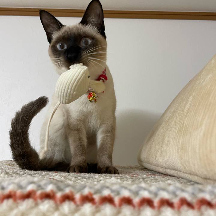 D7d1163b ca2e 4ab4 8b36 1637fb3f8e94 1701460413832