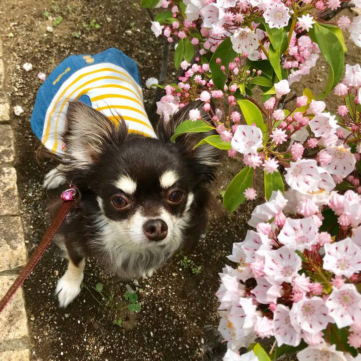 D7d27011 4d59 47e5 a2af 0c9b5f64bb60 1526092895509