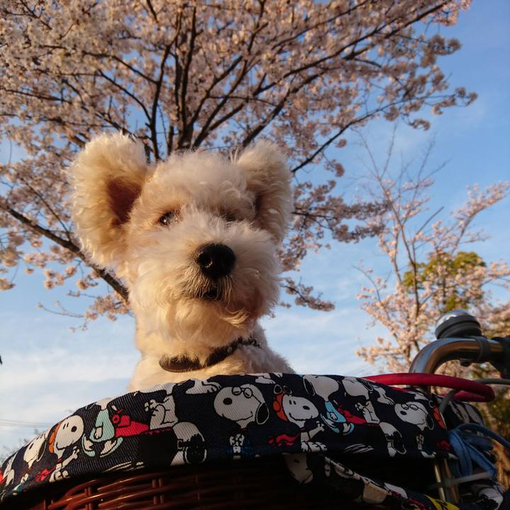 D7d30285 87b3 454d 975f f172f8ea152e 1522055893709