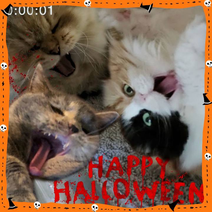 D7d7b4d1 70f9 46b6 8ba1 a7ecedfcc95e 1697544762782