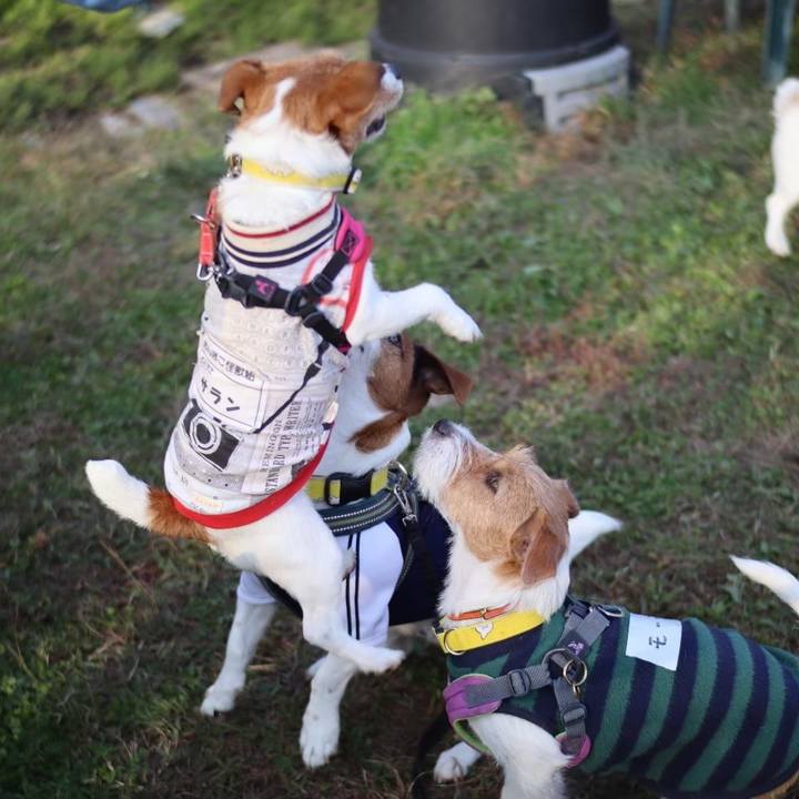 D7d934f2 9265 4e18 af00 5dff3d3f5c1d 1588552022318