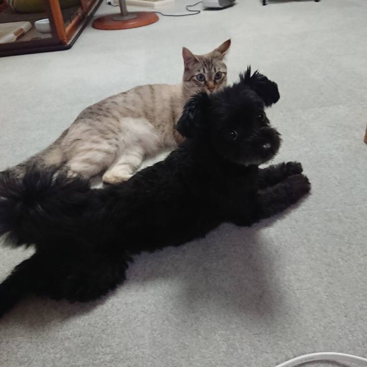 D7d9493d 089a 46aa 99b4 c0722a193d3b 1527592517763