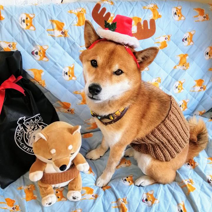 D7de009b db46 4c71 87af 88c659f8e408 1608862041275