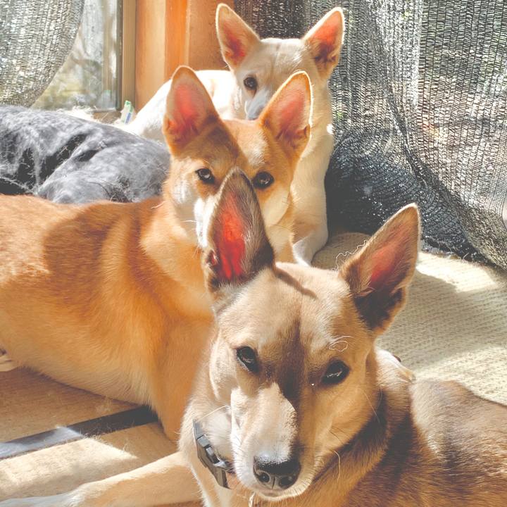 D7ded5c1 ea12 4c58 bea8 5b8ae2c9dcb7 1575181001836