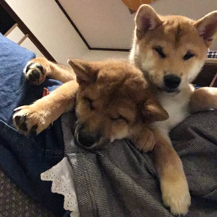 D7ed4ba5 4d5c 47fb abf6 c4017689f837 1508590265332