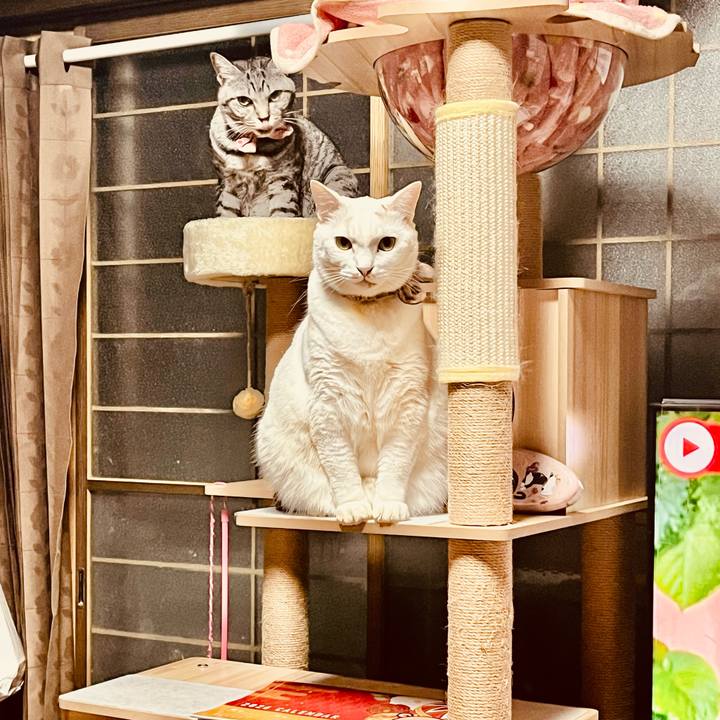 D7f0be26 b747 44ea 9416 433042a81a68 1763981829797