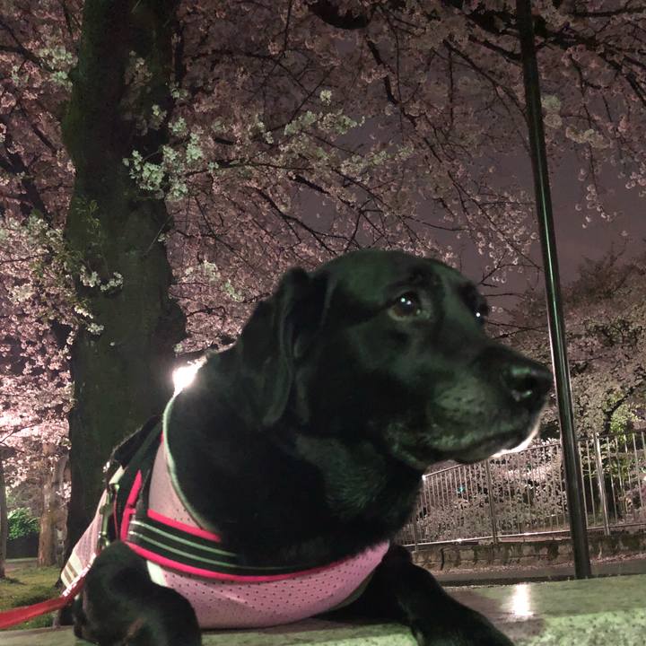 D7f48d9f dc63 463c a46c 098e856177a7 1522325445509