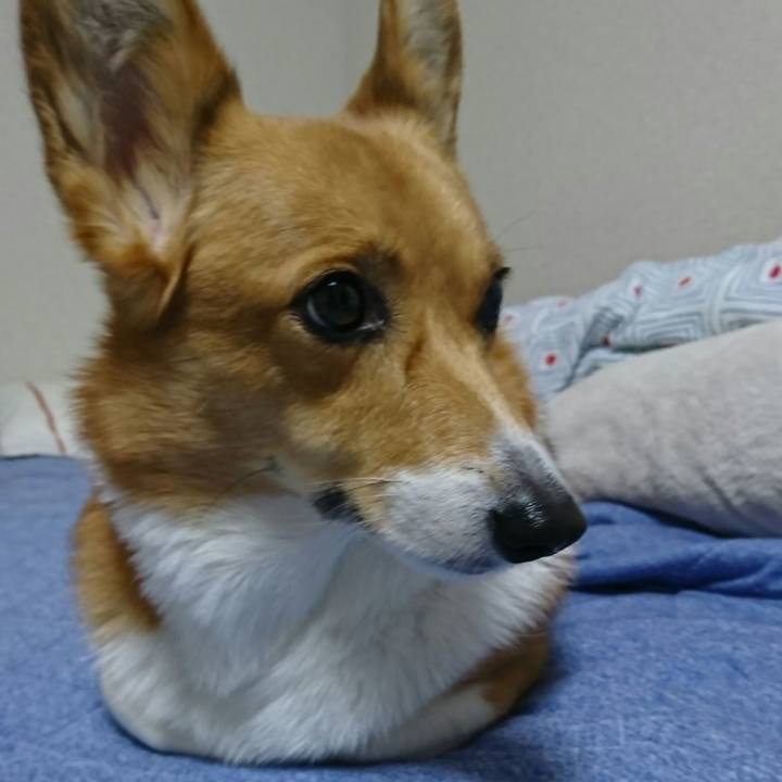 D7f6b3a9 2057 4f58 9cd9 b68ae9727e37 1513163876206