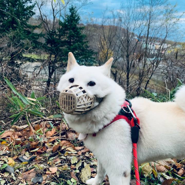 D7f75b48 e3b5 4a9f ab55 c3ee40ac46cb 1636755570847