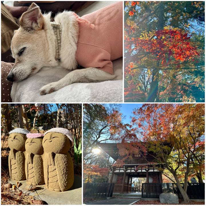 D7f7bd8f ab49 42b6 8d06 1737cf0c2bf4 1765790424446