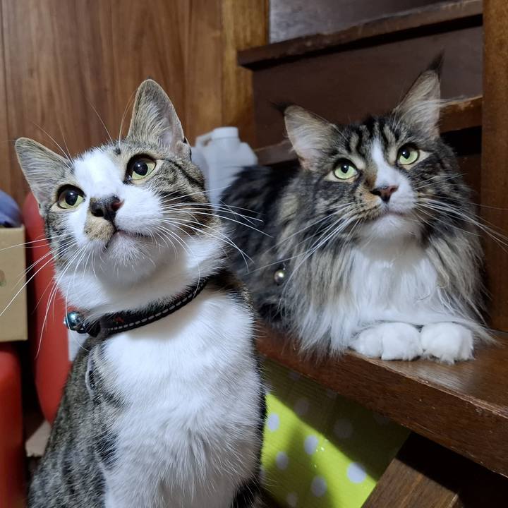 D7f91e85 d40f 4f95 9e52 8784b0c1b899 1754052607616