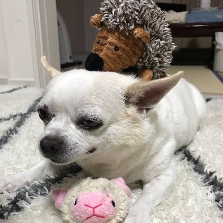 D7f9fd5e decd 43b0 a96d fd13b966ba4d 1588676603181