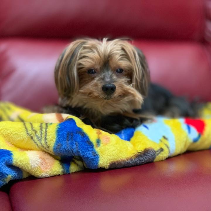 D7fca2fd 37f6 44cb 8e14 d1e14b345414 1538980726510