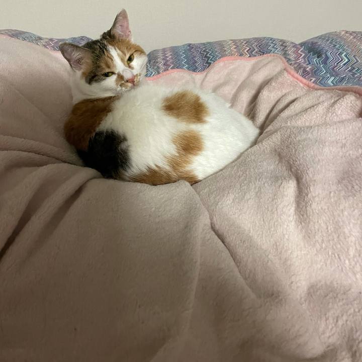 D8053649 a772 462a bf2d 251ae5fc4bdb 1607350644213