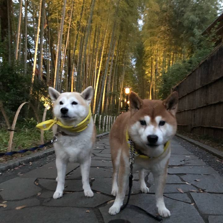 D80ad366 0c41 43ec 964a 766b12a2bde4 1542019593819