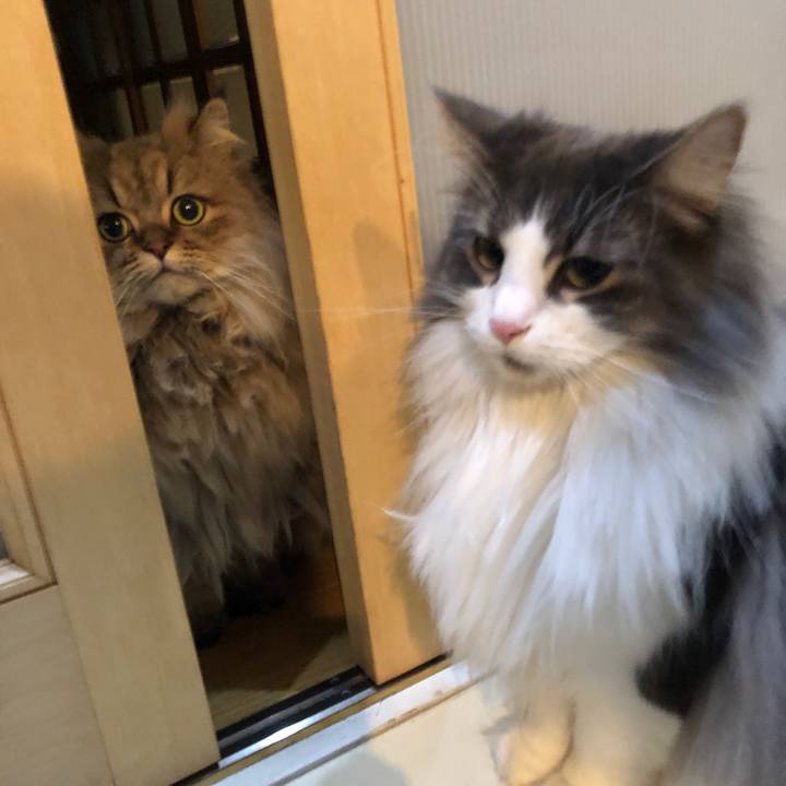 D80b9785 4e00 4844 b83b ab3e41e1f75f 1546339175134