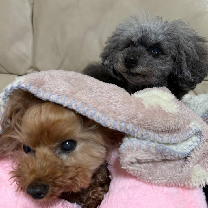 D80c3e27 1bfd 4079 8742 7b9f69aafc99 1765671325141