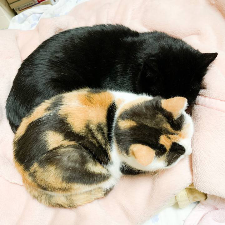 D80caf00 a0b7 41dd 8ef8 d2e5d97626ad 1580265086217