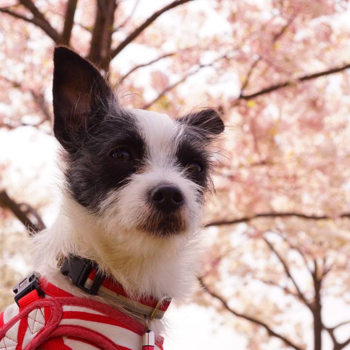 D816d662 6d1a 4b8c 82e7 56359a6573f4 1522236884973