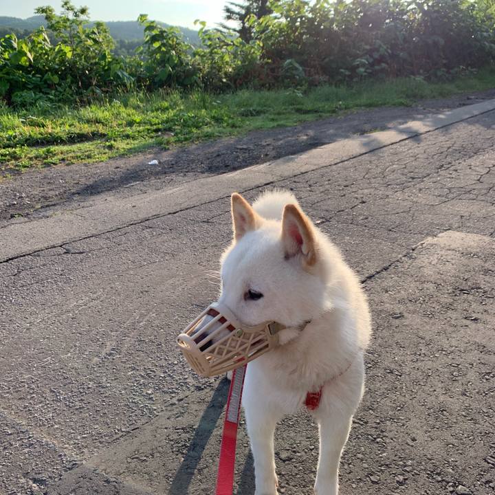 D816dcdf 8834 477b 8e1a 85124ea84763 1561842574440