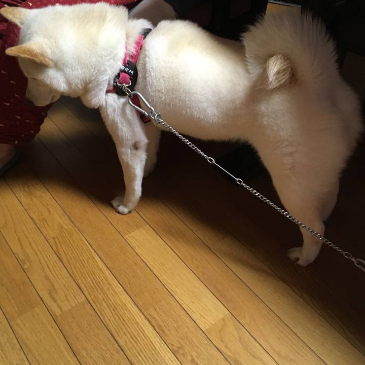 D817c968 7d40 4e84 8665 666c37cbcfca 1539168858314