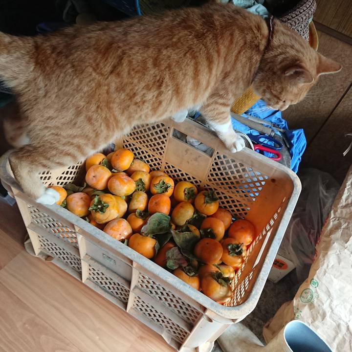 D818fb11 eda9 4057 a929 5e585c29366c 1603591561669