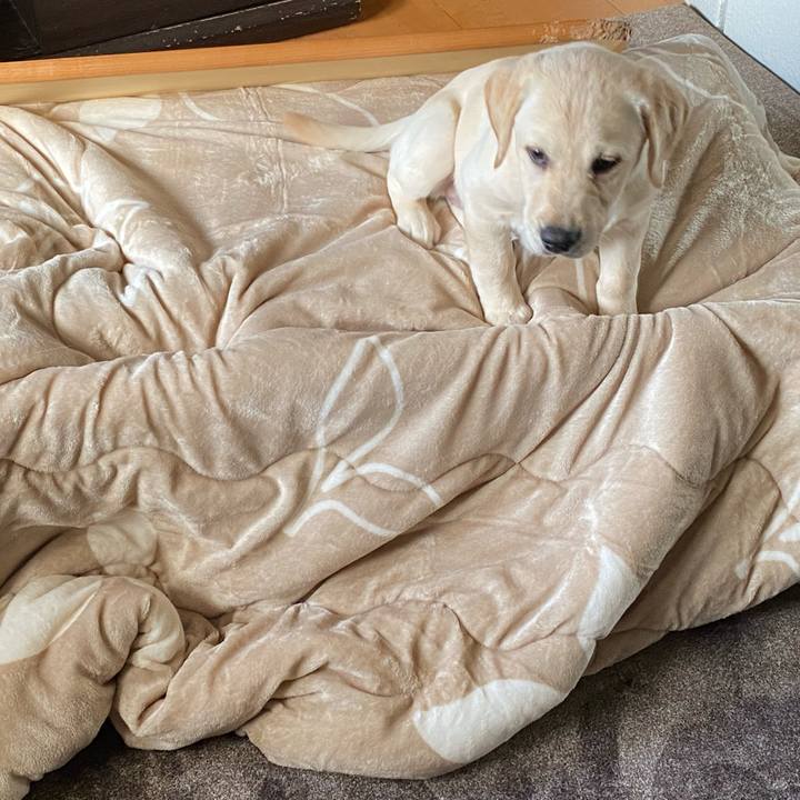 D8190adc 9732 4e72 9f19 d6688253f613 1612826183551