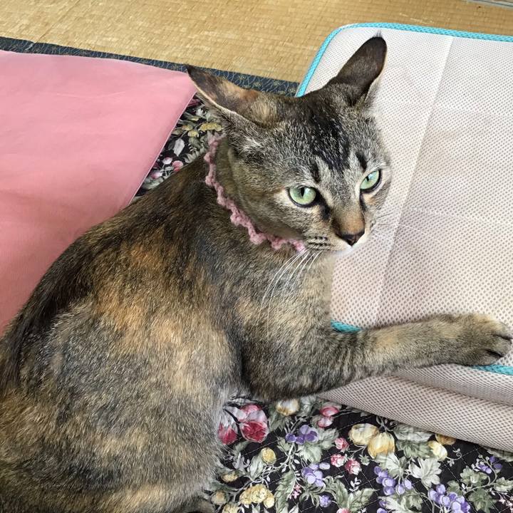 D81a437d 464d 45cb 97aa 430c43d5cacc 1591052572202