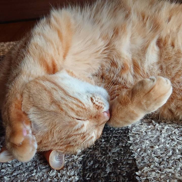 D81c7b7b d296 4add b4fc 4bcc9cc9786a 1582602364852