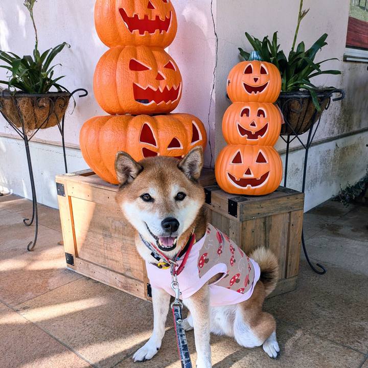 D81eb3ca 3373 4804 9e68 6a0a46da5250 1730461097518