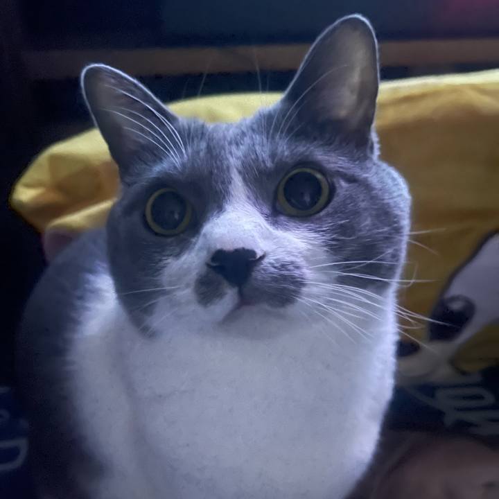 D81ef98f f859 4f85 915f 82a27dd4a1fc 1736616729649