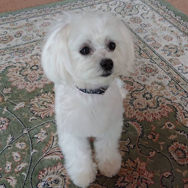 D81f5e21 73ef 4085 8f1e 31159d6a13a9 1584704290536