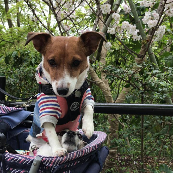 D81f9500 de4e 4ea4 94ed 1d4392be03e3 1522913972603