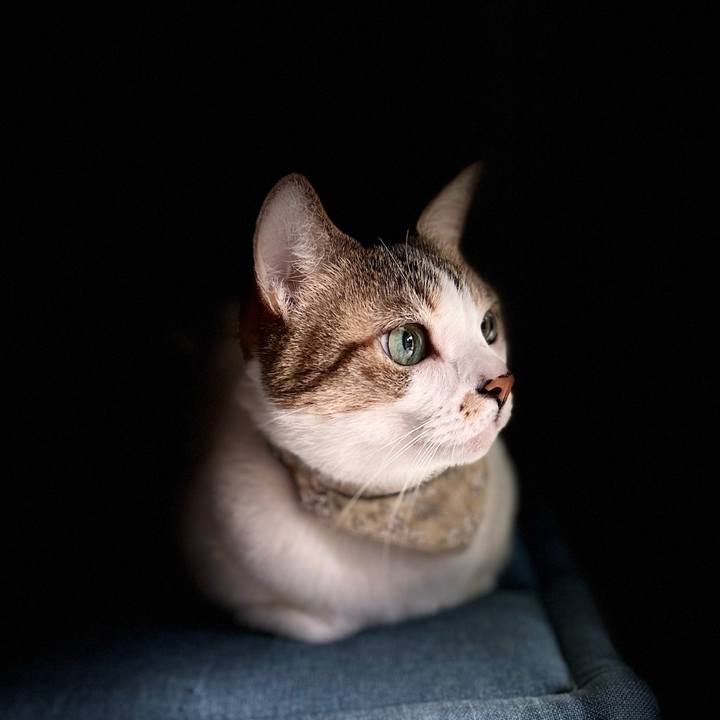 D81f97f4 1546 4e9f a64d 6a1e9396cd19 1761021169702