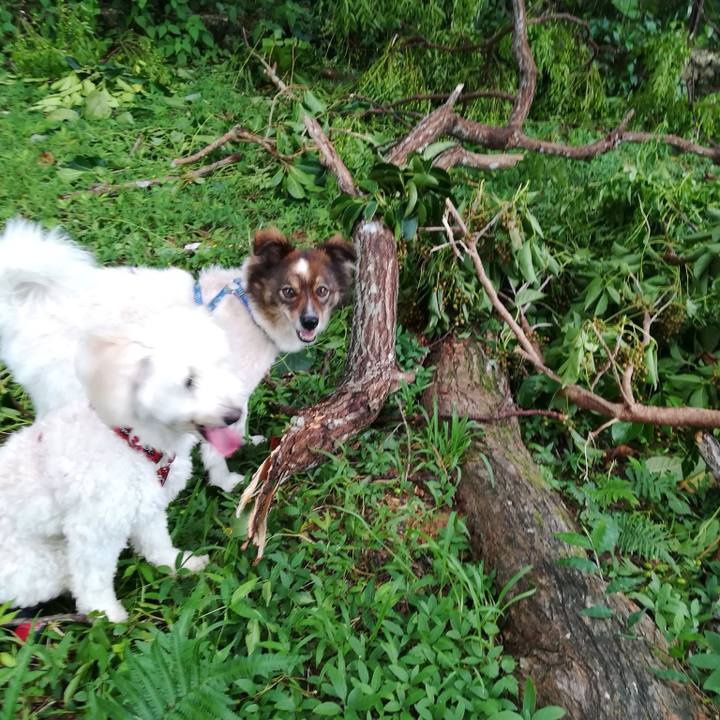 D8249ed9 0071 490c b189 4c8fc1403767 1531318229428