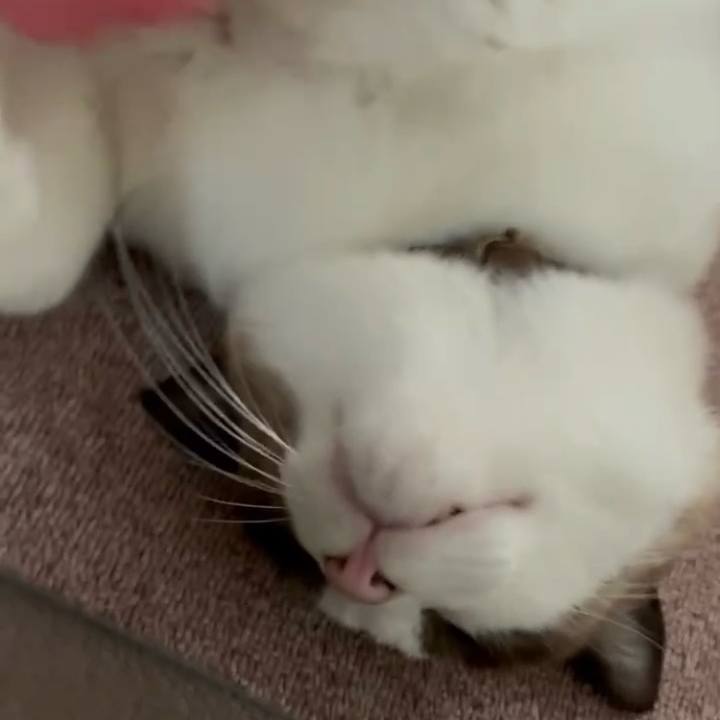 D825e909 194b 4134 b91f 9392475f0fdd 1763006002102