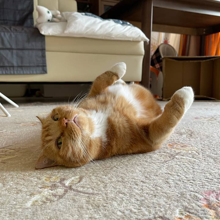 D826f26d 7c78 4b0b 8585 2d8ca4d5586a 1635573731570