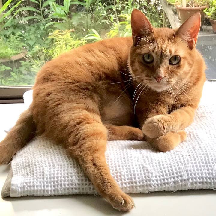 D827da84 1b09 4fdc 9b40 f062820b0f47 1531288777495